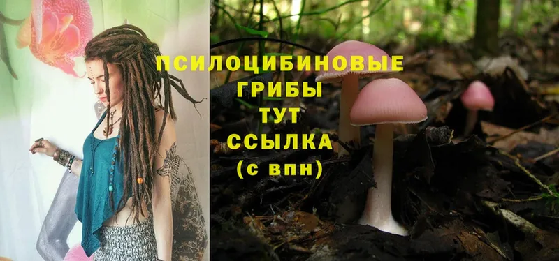 продажа наркотиков  Валуйки  Псилоцибиновые грибы Psilocybine cubensis 